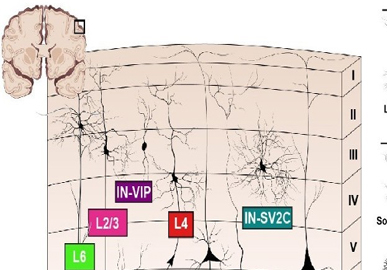 A Cellular Resolution Census of the Developing Human Brain