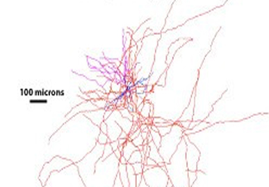 ”>A Multimodal Atlas of Human Brain Cell Types