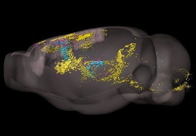 A Comprehensive Center for Mouse Brain Cell Atlas